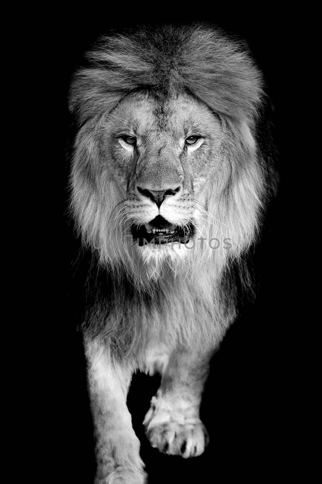 Lion on dark background. Black and white image