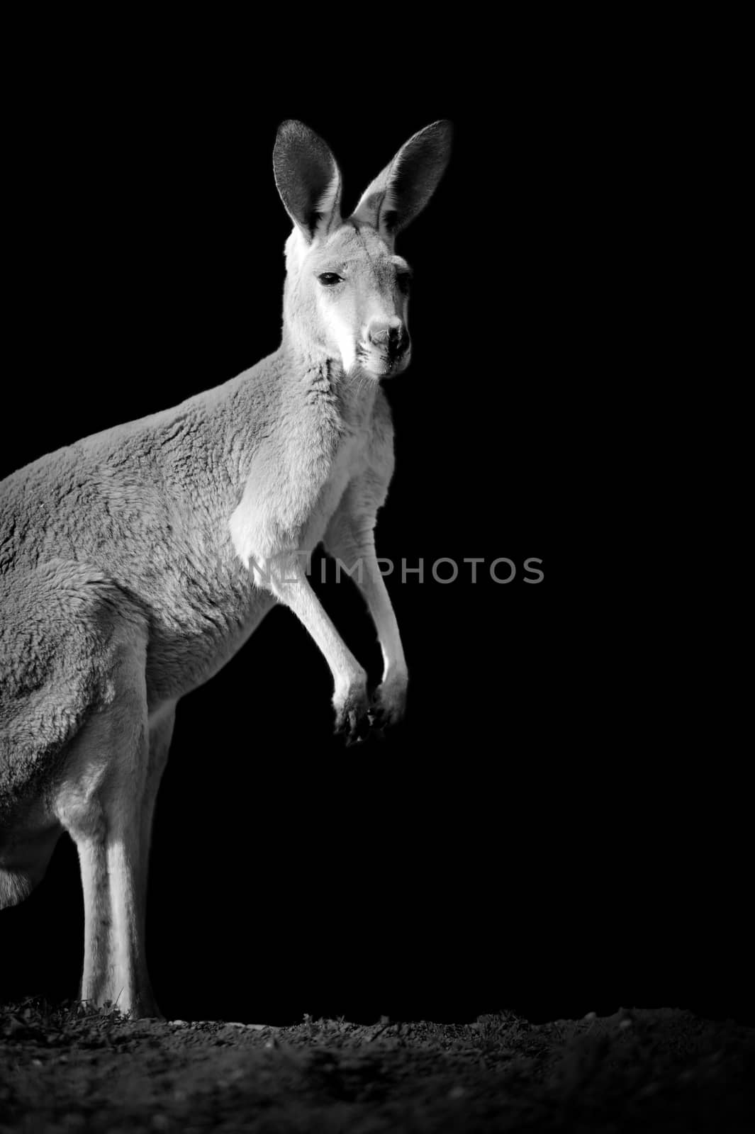 Kangaroo on dark background. Black and white image