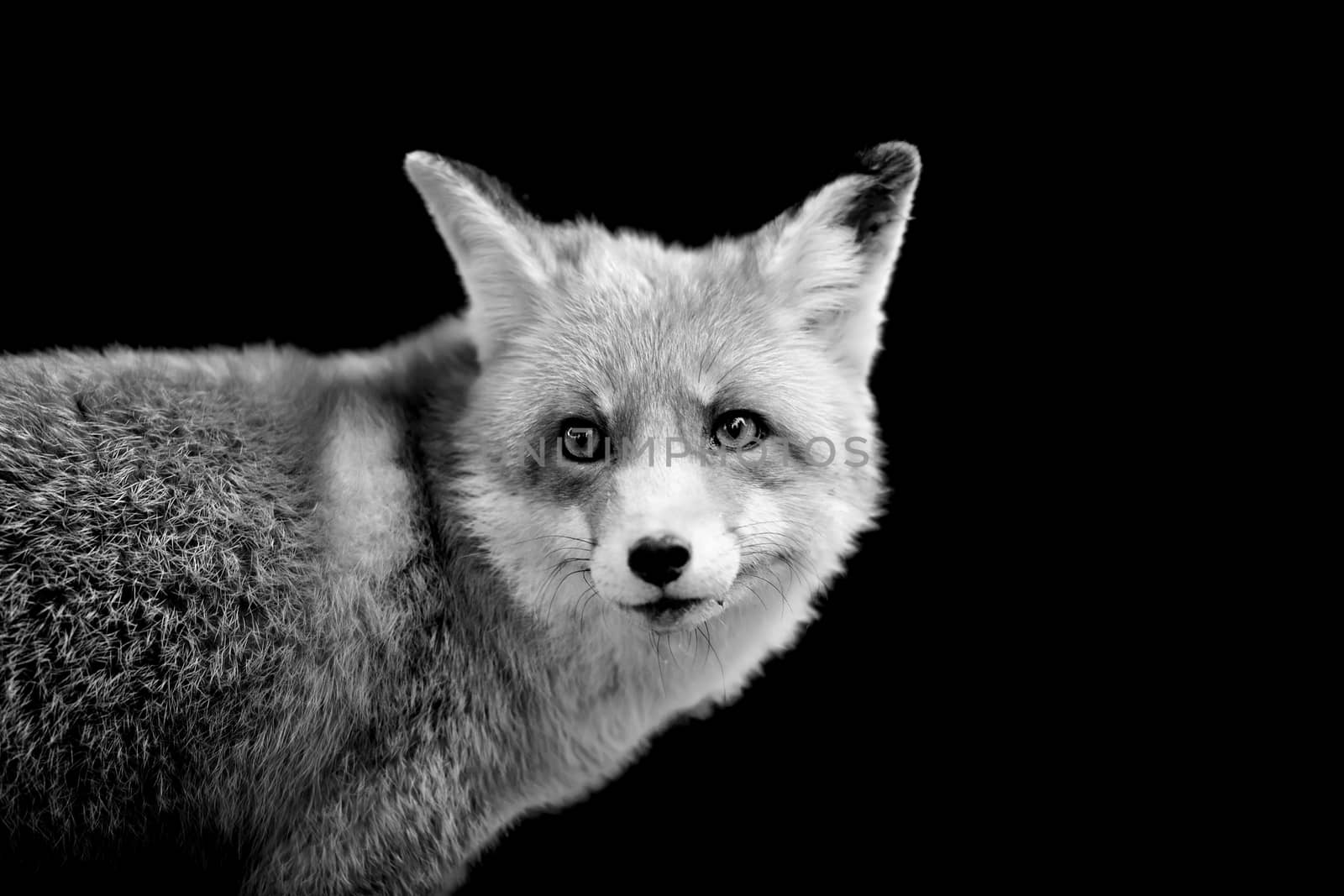 Fox on dark background. Black and white image