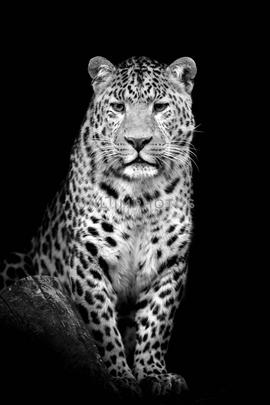 Leopard on dark background. Black and white image