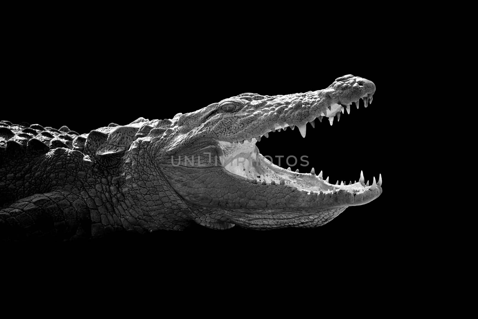 Crocodile on dark background. Black and white image
