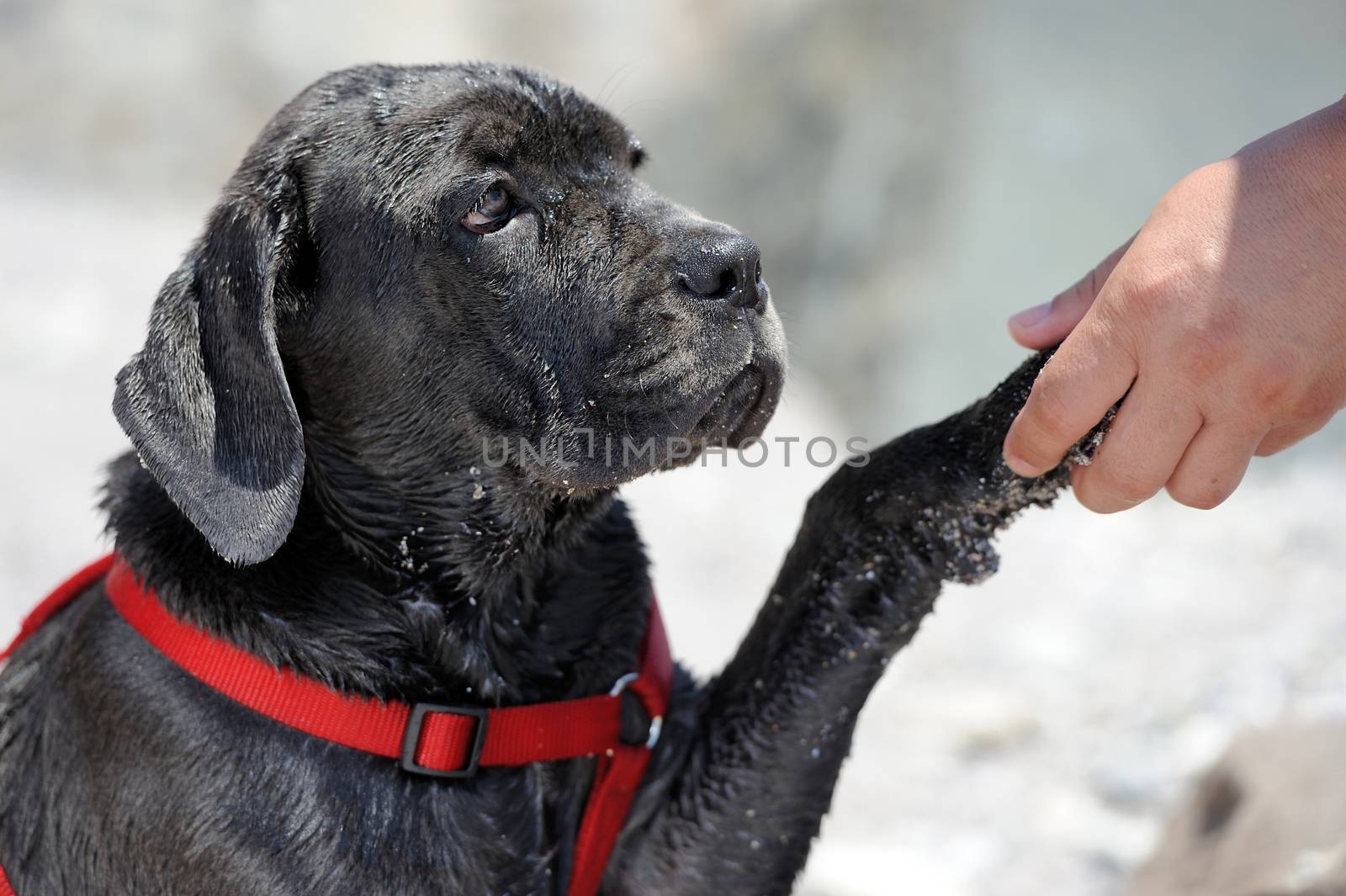 Close-up sad young black dog on a beach