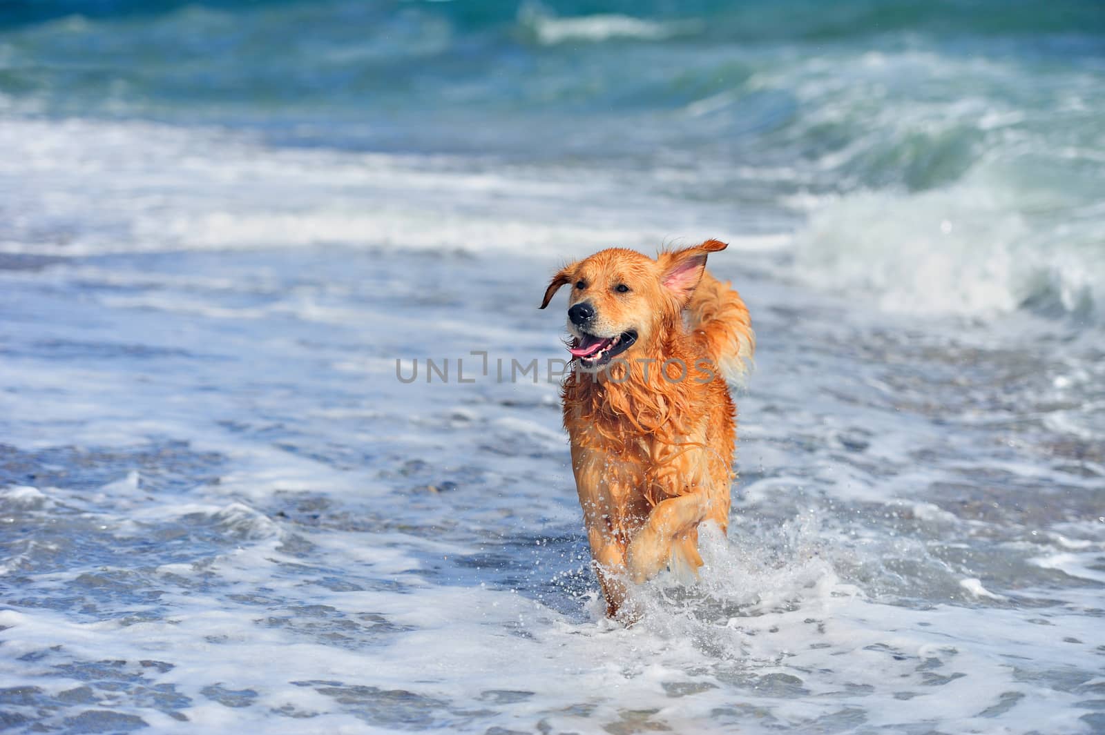 Young golden retriever running on the beach