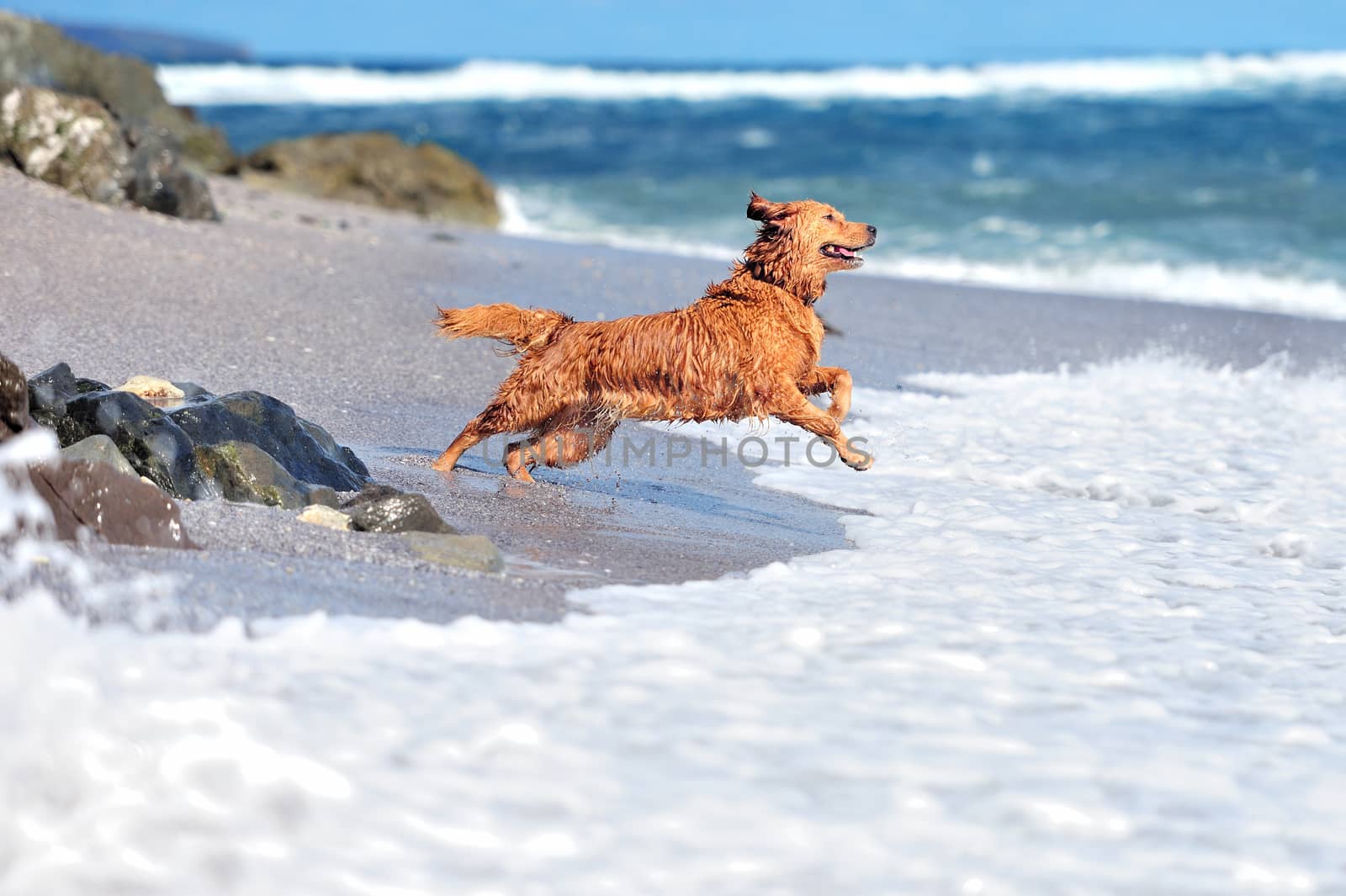 Young golden retriever running on the beach