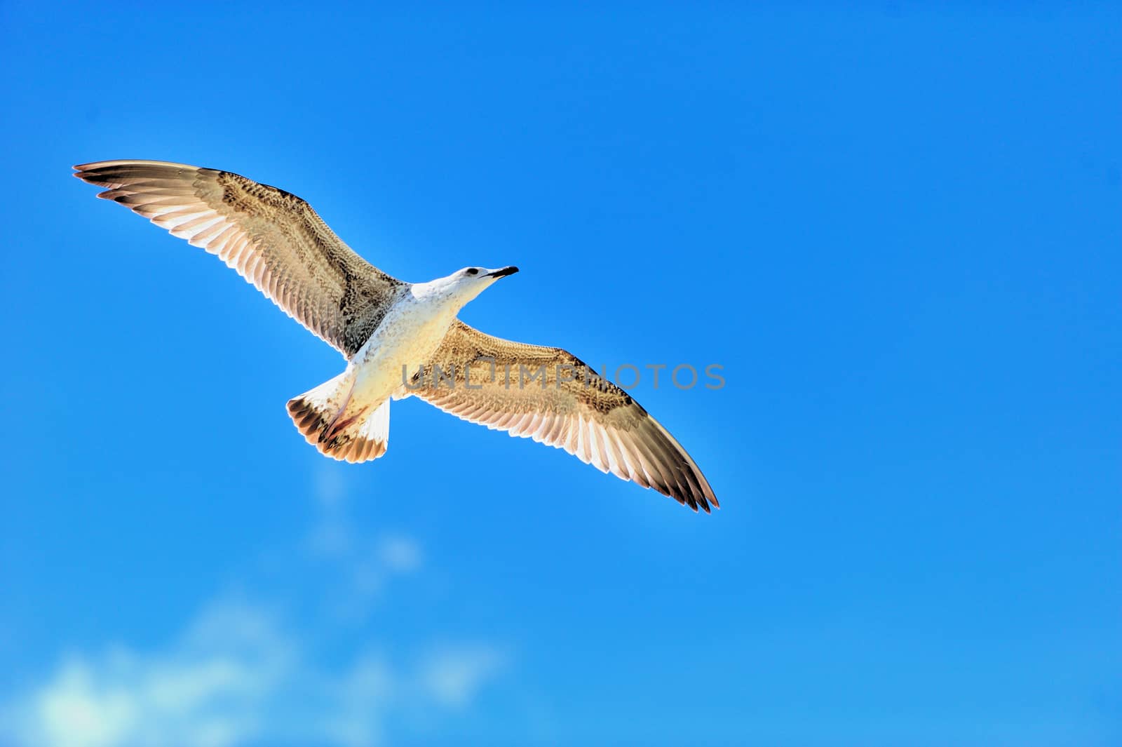 Seagull flying on blue sky