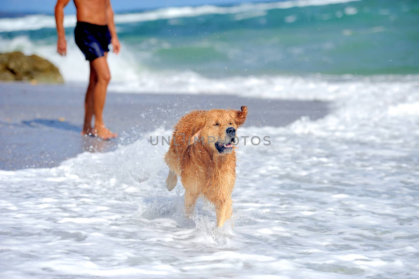 Young golden retriever running on the beach