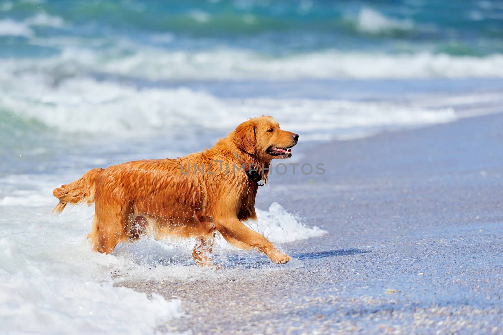 Young golden retriever running on the beach