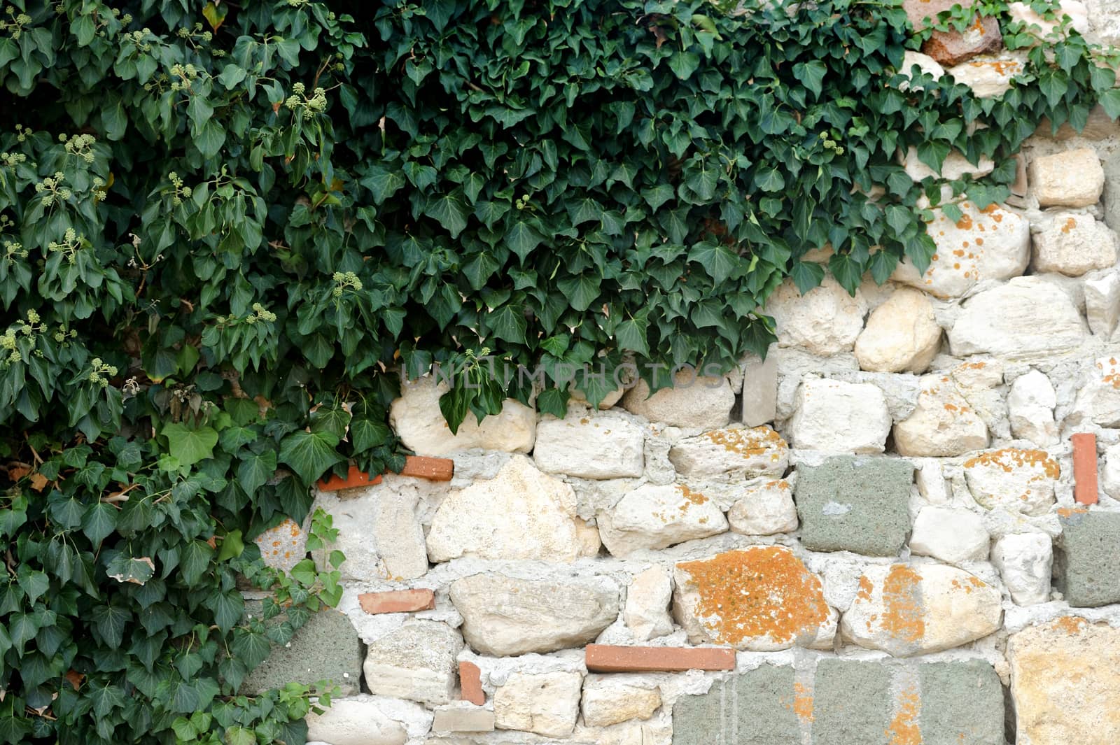Stone wall with copy space framed by Ivy