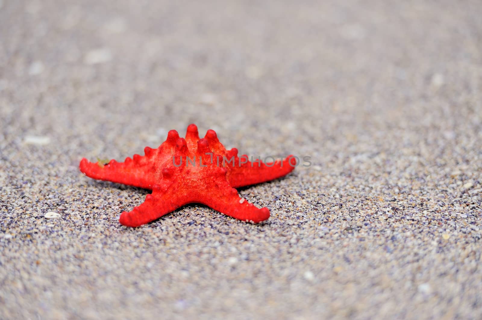 A red sea star on the beach