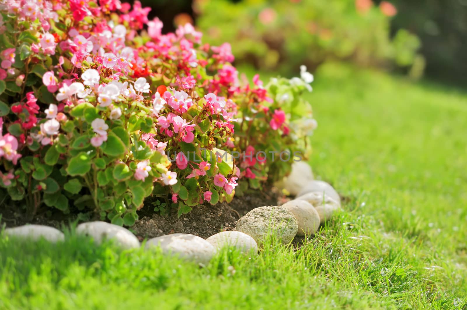 Pretty manicured flower garden with red flowers