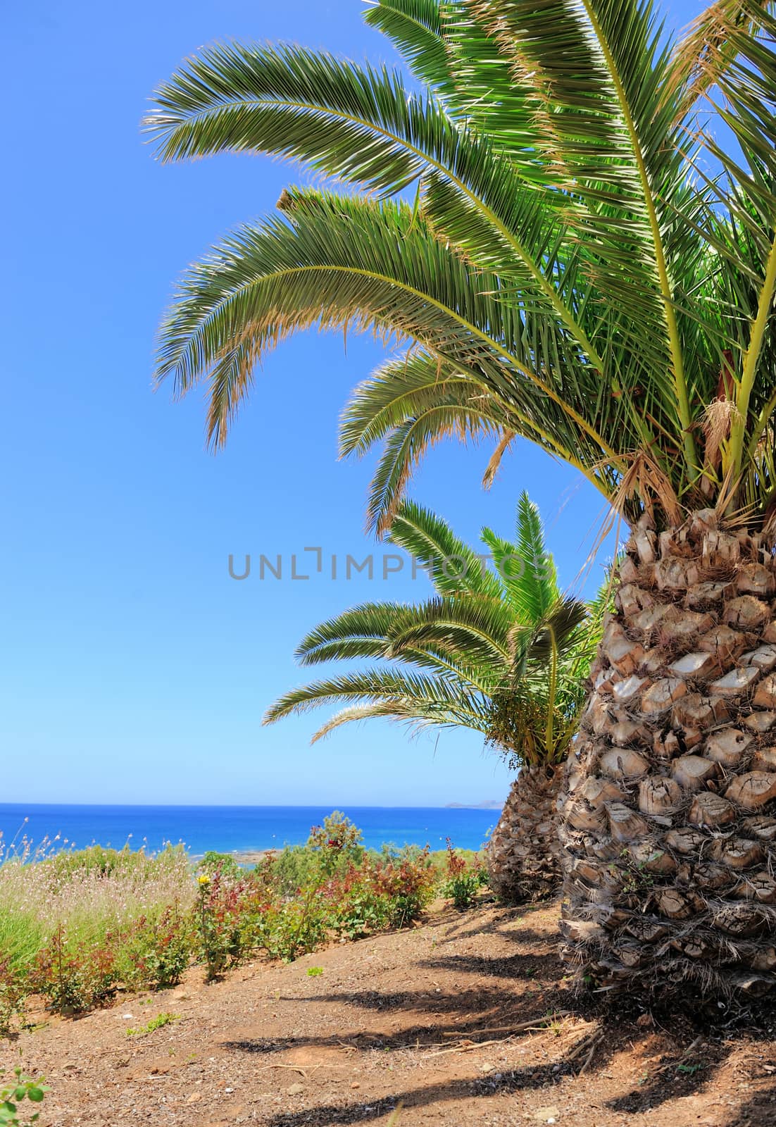 Beautiful palm trees on sea background