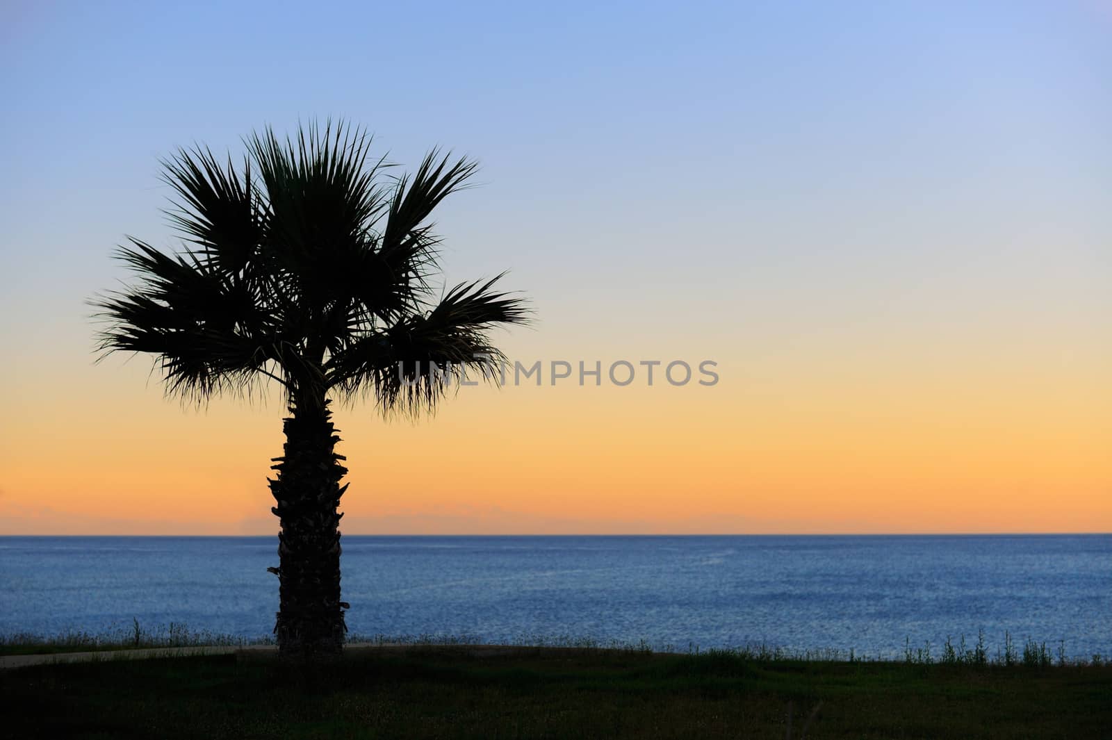 Palm trees sunset golden blue sky backlight