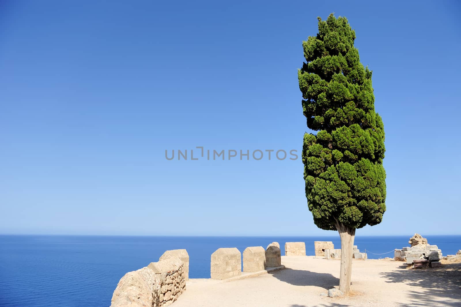 Pine tree on a background of the sea