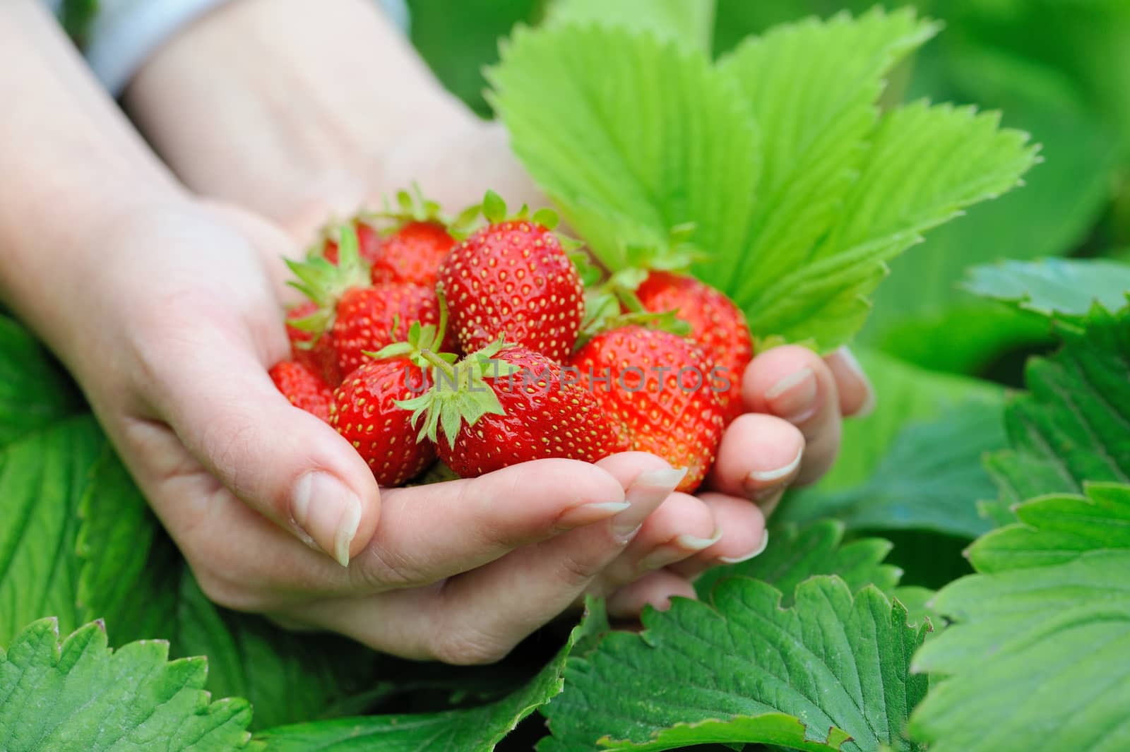 Fresh picked strawberries held over strawberry plants