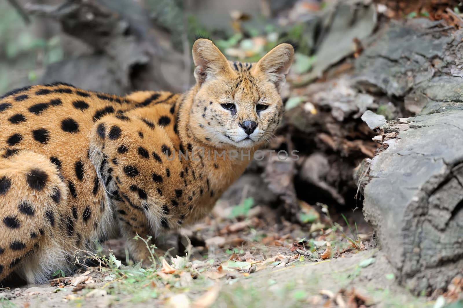 Serval cat (Felis serval) walking in the natural environment