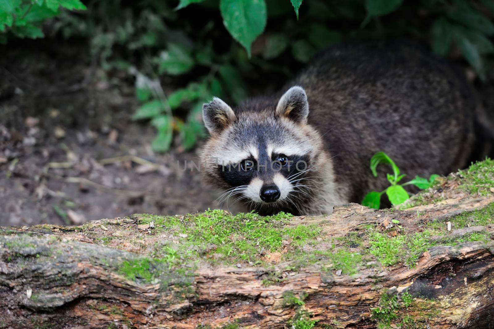Raccoon in the forest by byrdyak