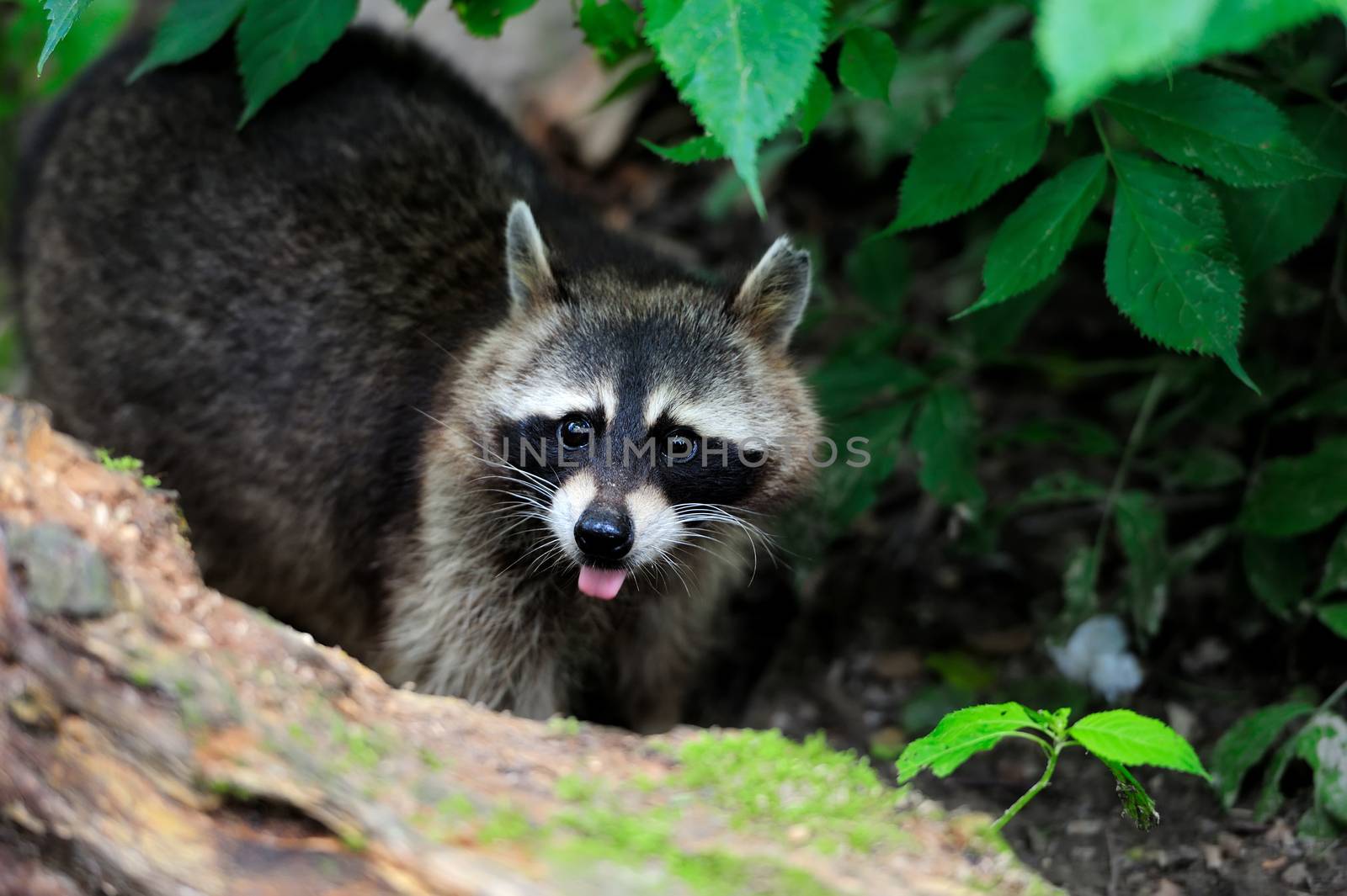 Raccoon in the forest by byrdyak