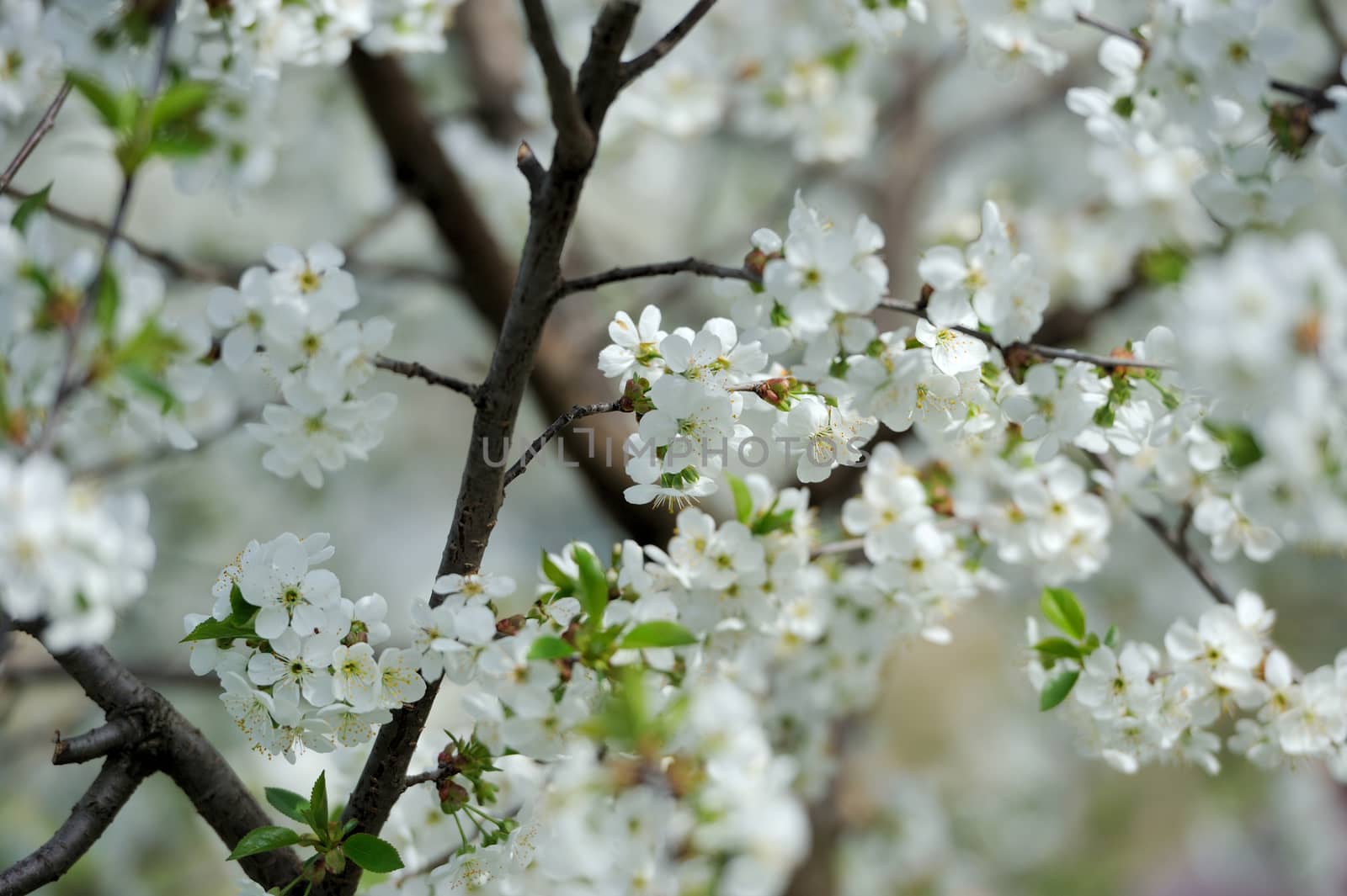 Branch of a blossoming tree with beautiful white flowers