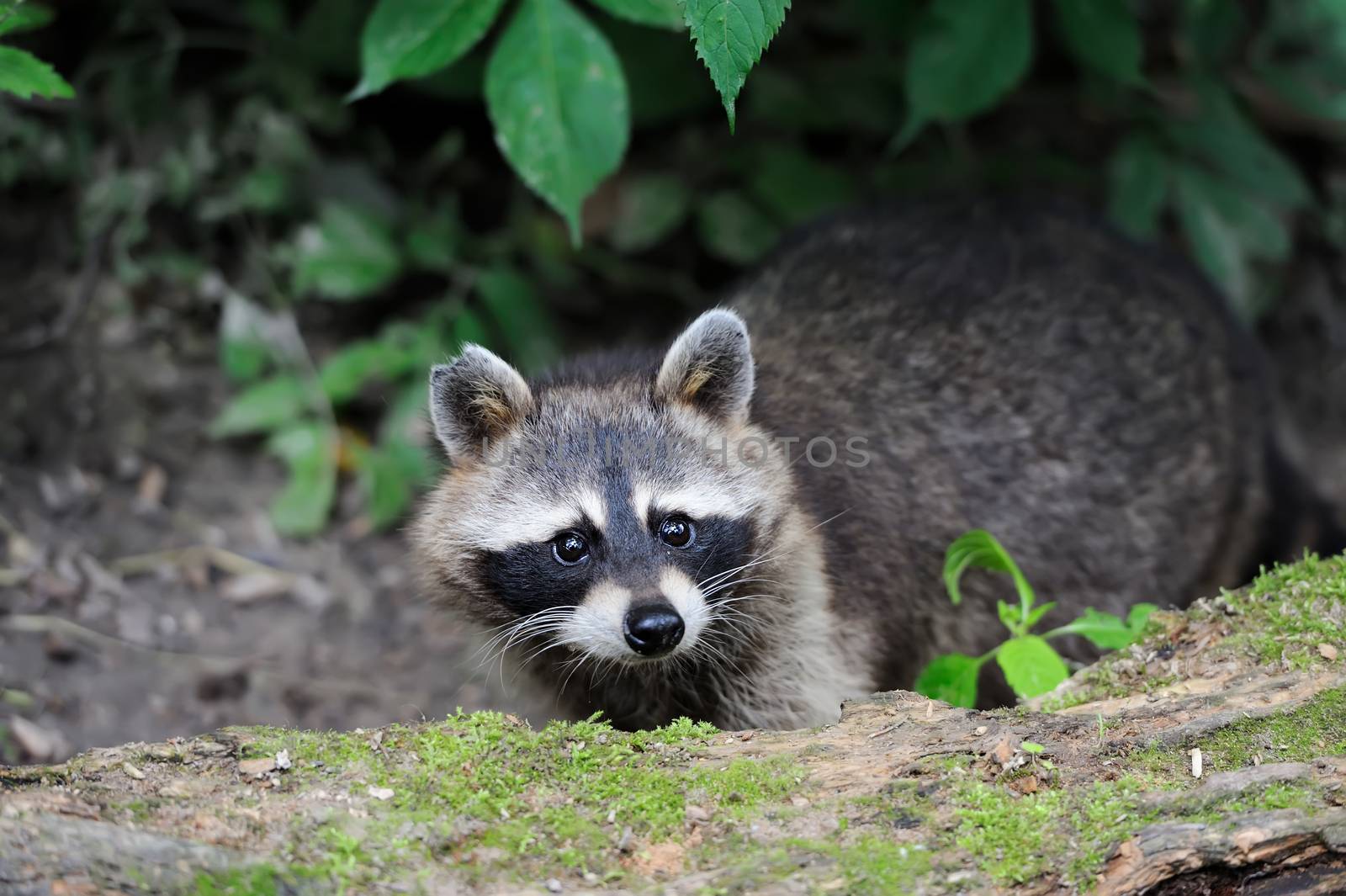 Raccoon in the forest in the natural environment