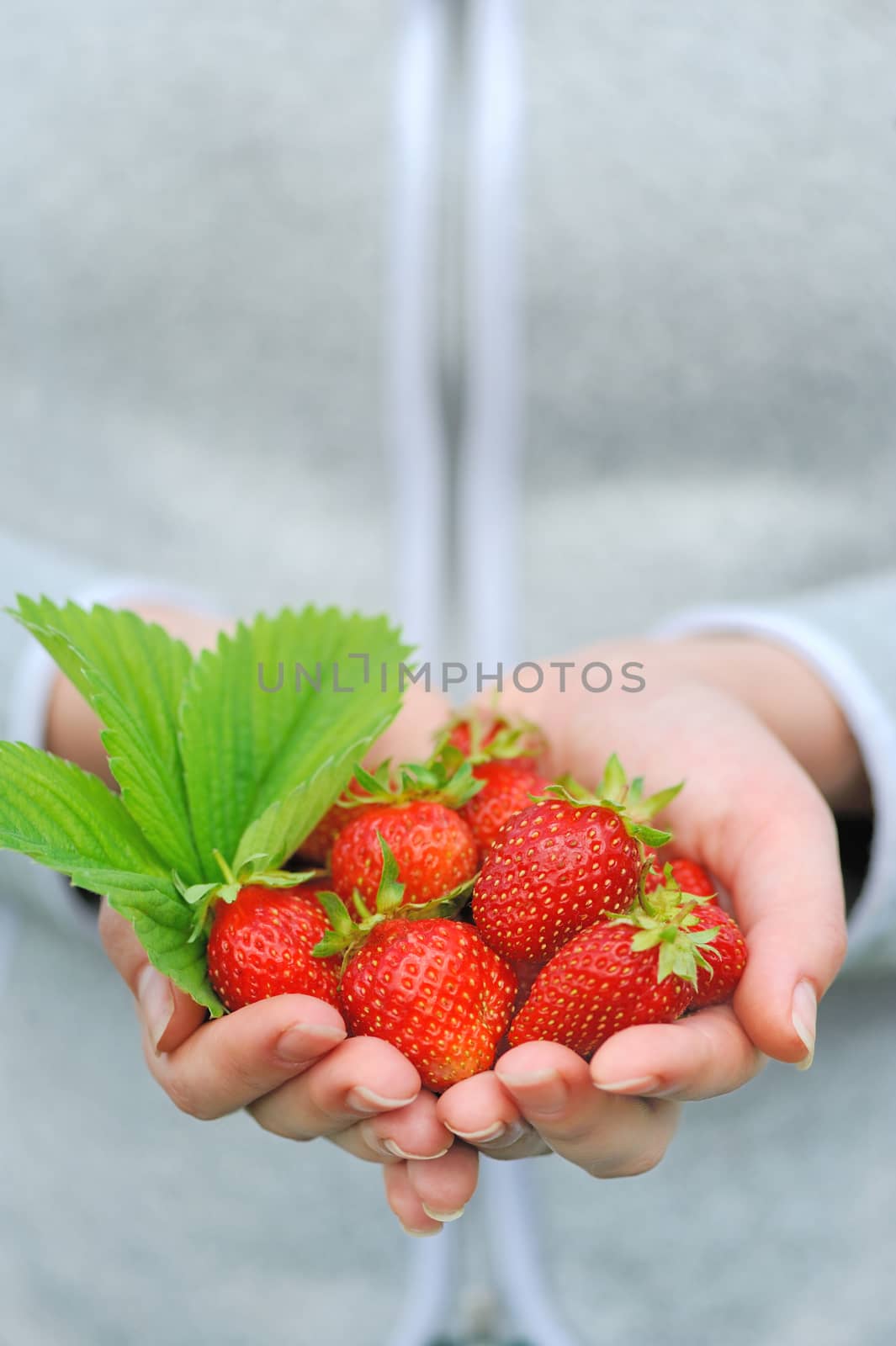 Close-up hands holding fresh strawberries