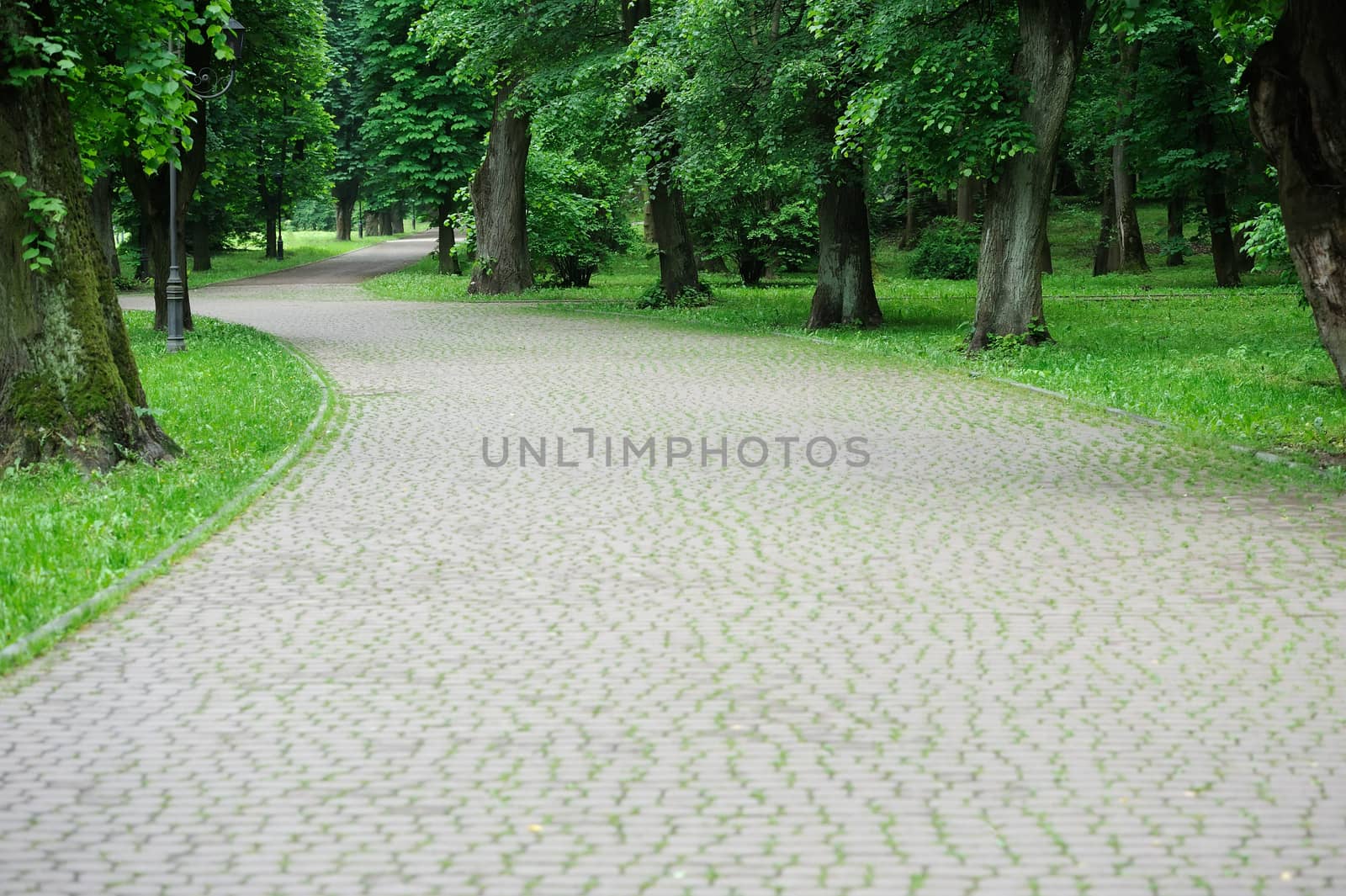 Green alley with trees in the summer park