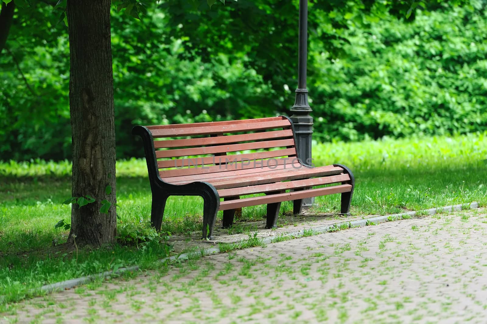 Bench in the sunmmer park among the green trees