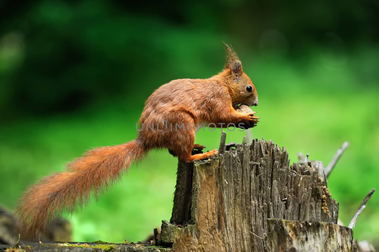 Red squirrel on a tree stump with nuts