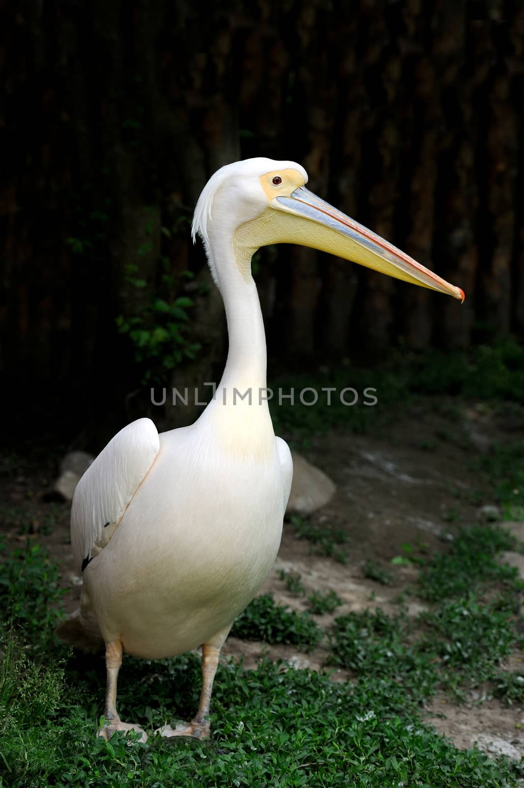Portrait of a European white pelican by byrdyak