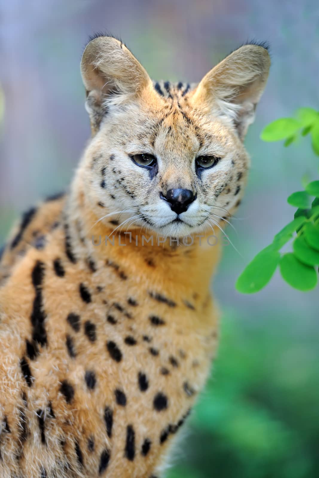 Serval cat (Felis serval) walking in the natural environment