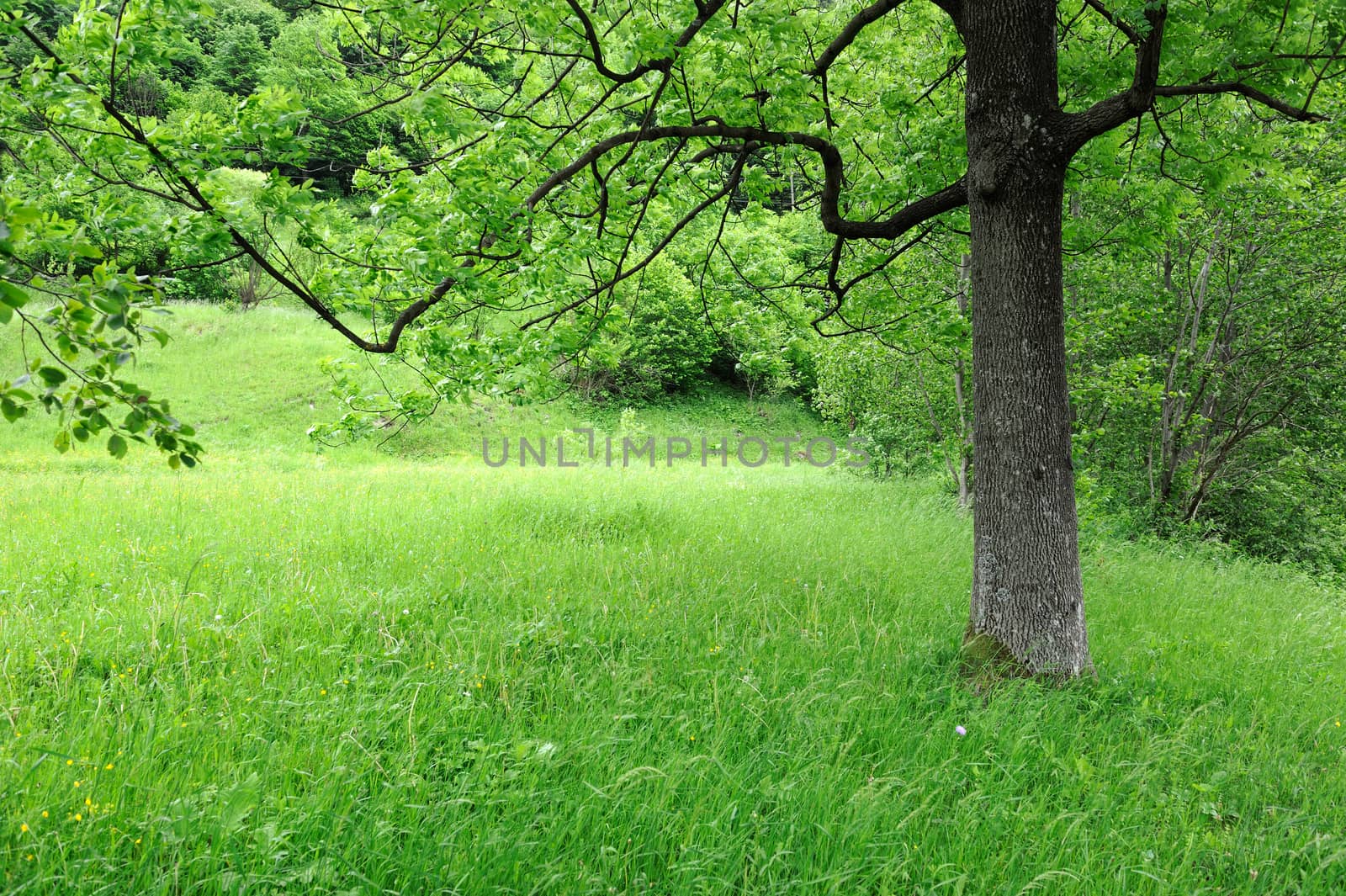 Spring meadow with big tree with fresh green leaves