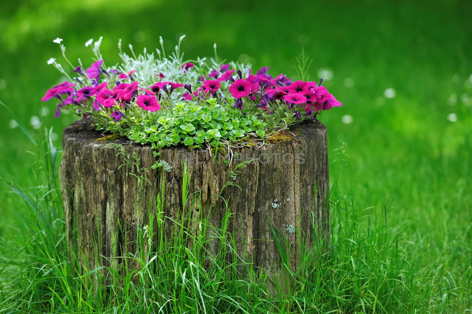 Beautiful Petunia flowers grow by byrdyak