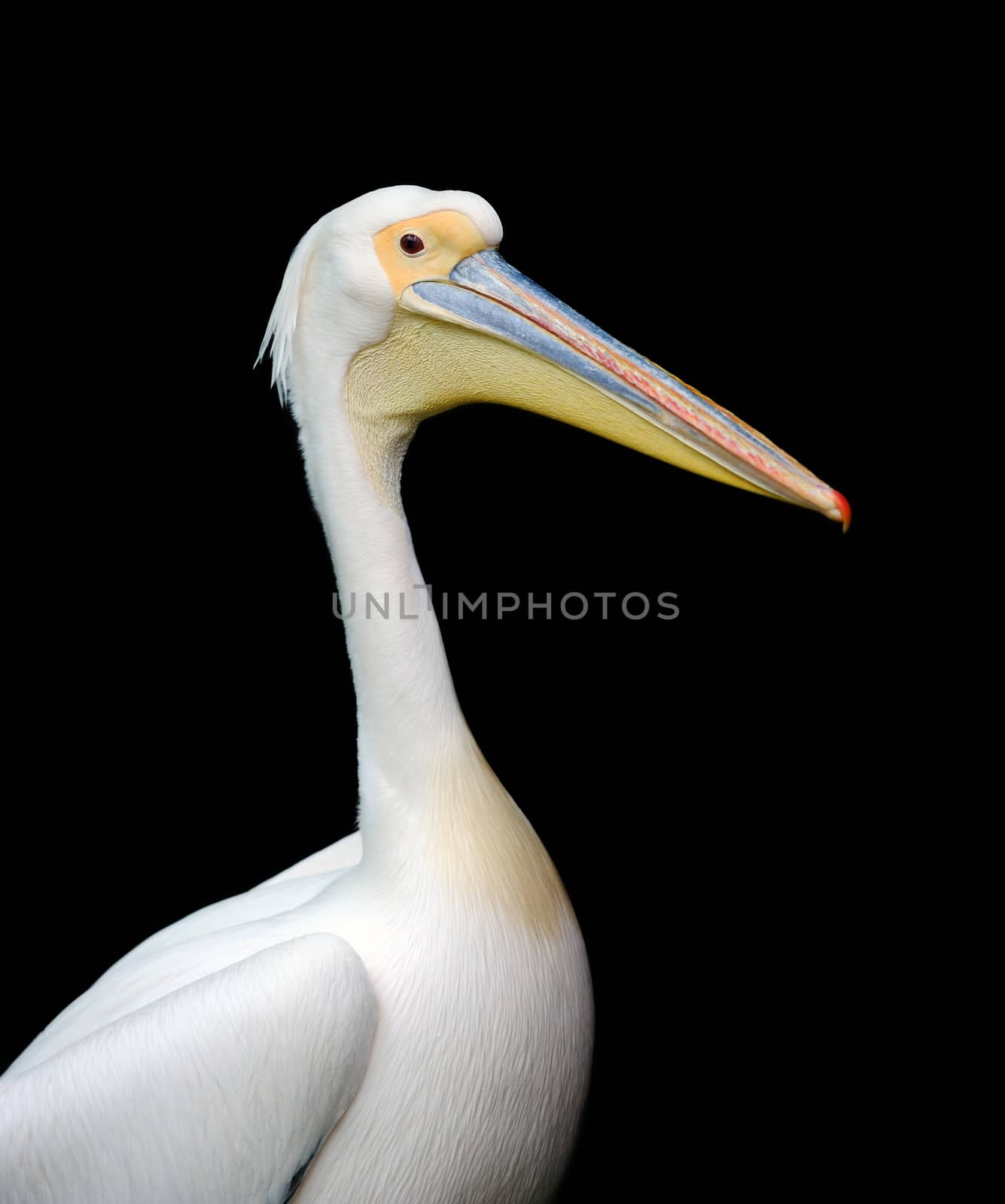 Portrait of a European white pelican by byrdyak
