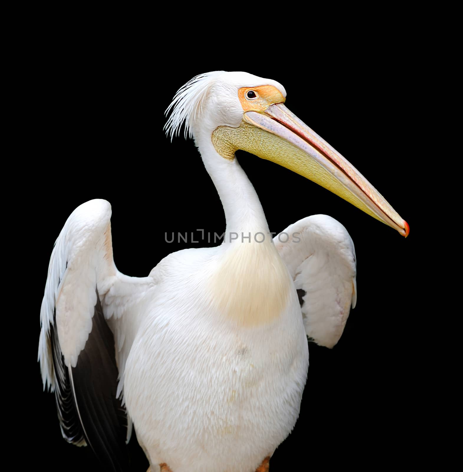 Portrait of a European white pelican on dark background