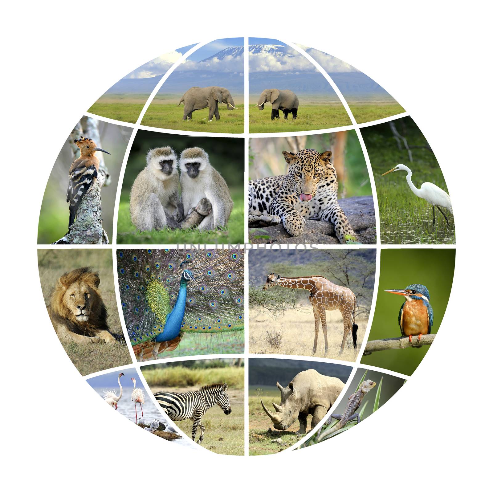Globe design with photographs animals. Conceptual background