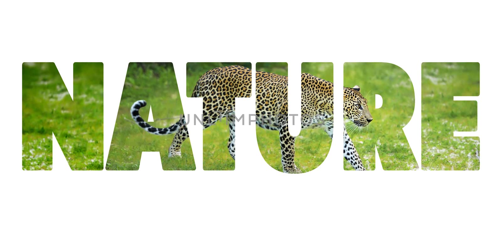 Background with word "Nature". Letters are made of leopard