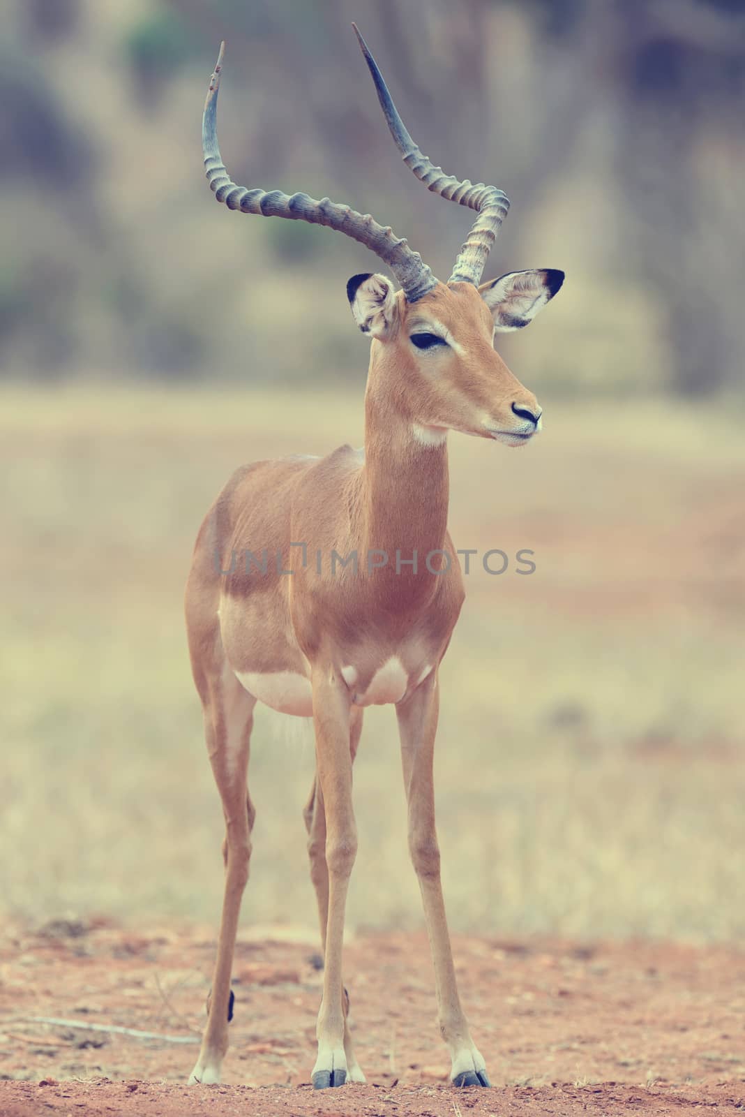 Impala on savanna in Africa, Kenya