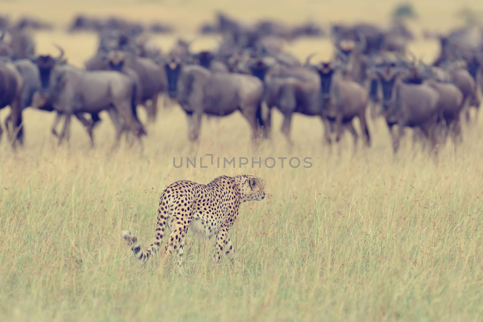Wild african cheetah, beautiful mammal animal. Africa, Kenya