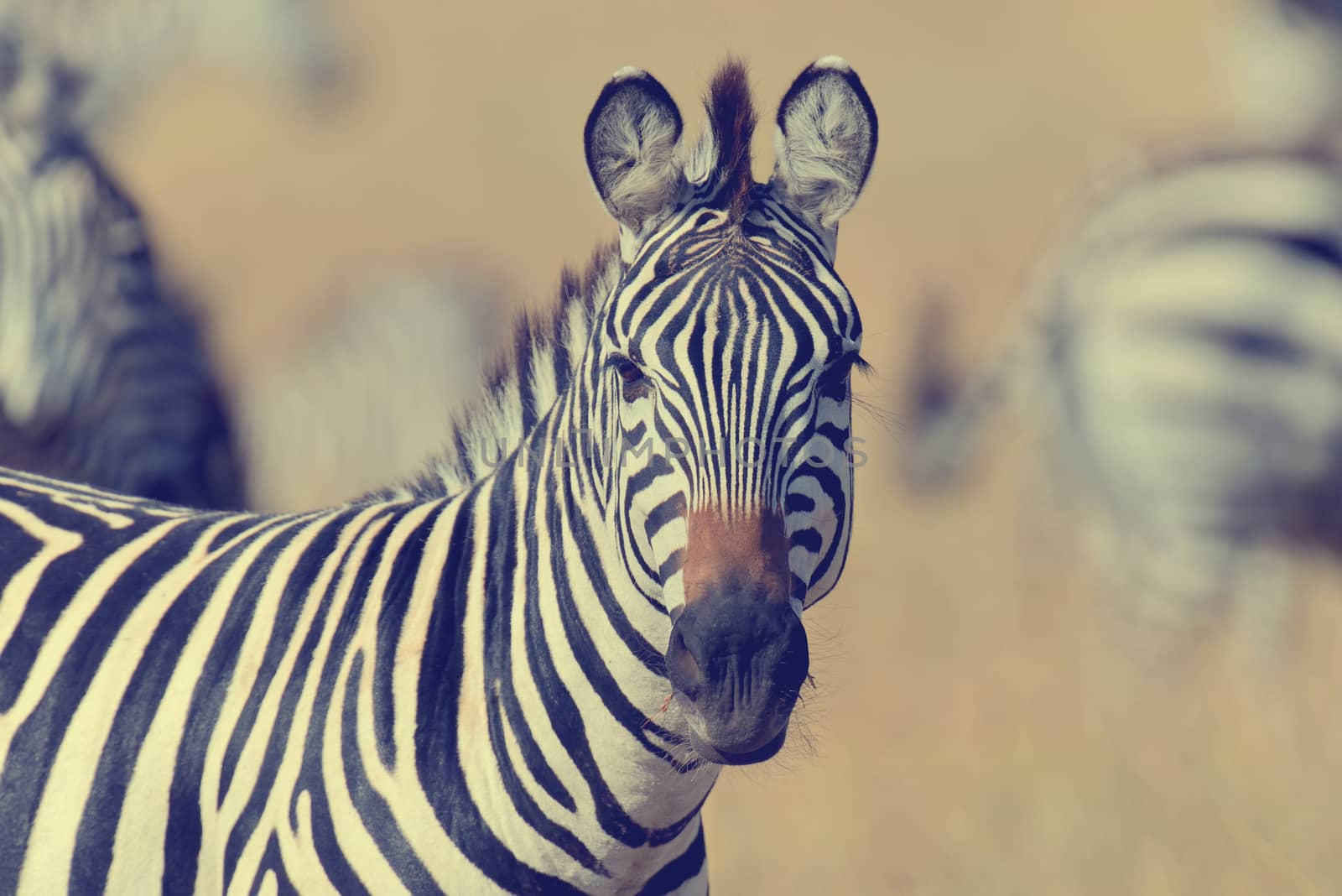 Zebra on grassland in Africa, National park of Kenya