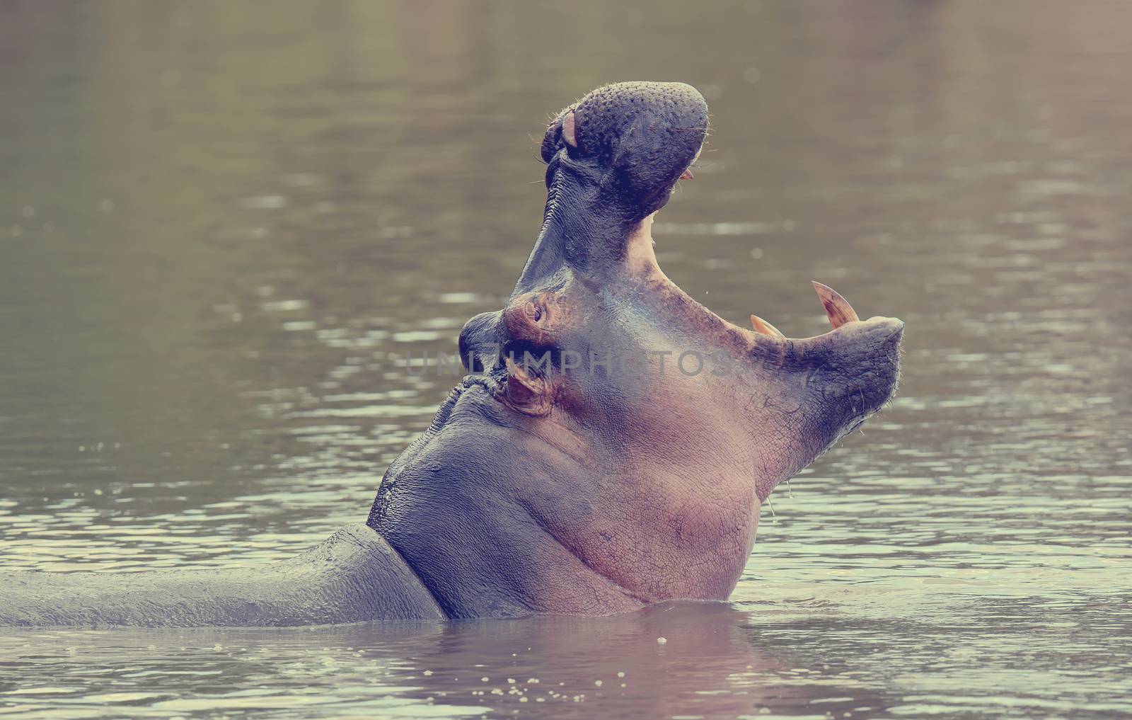 Hippo family (Hippopotamus amphibius) in the water, Africa
