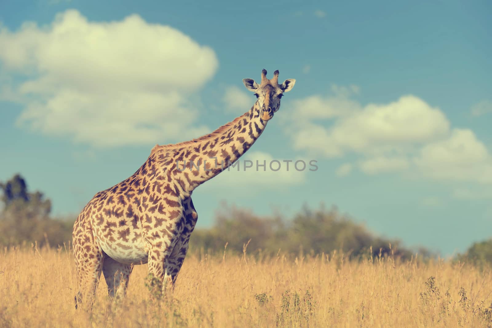 Giraffe in National park of Kenya, Africa