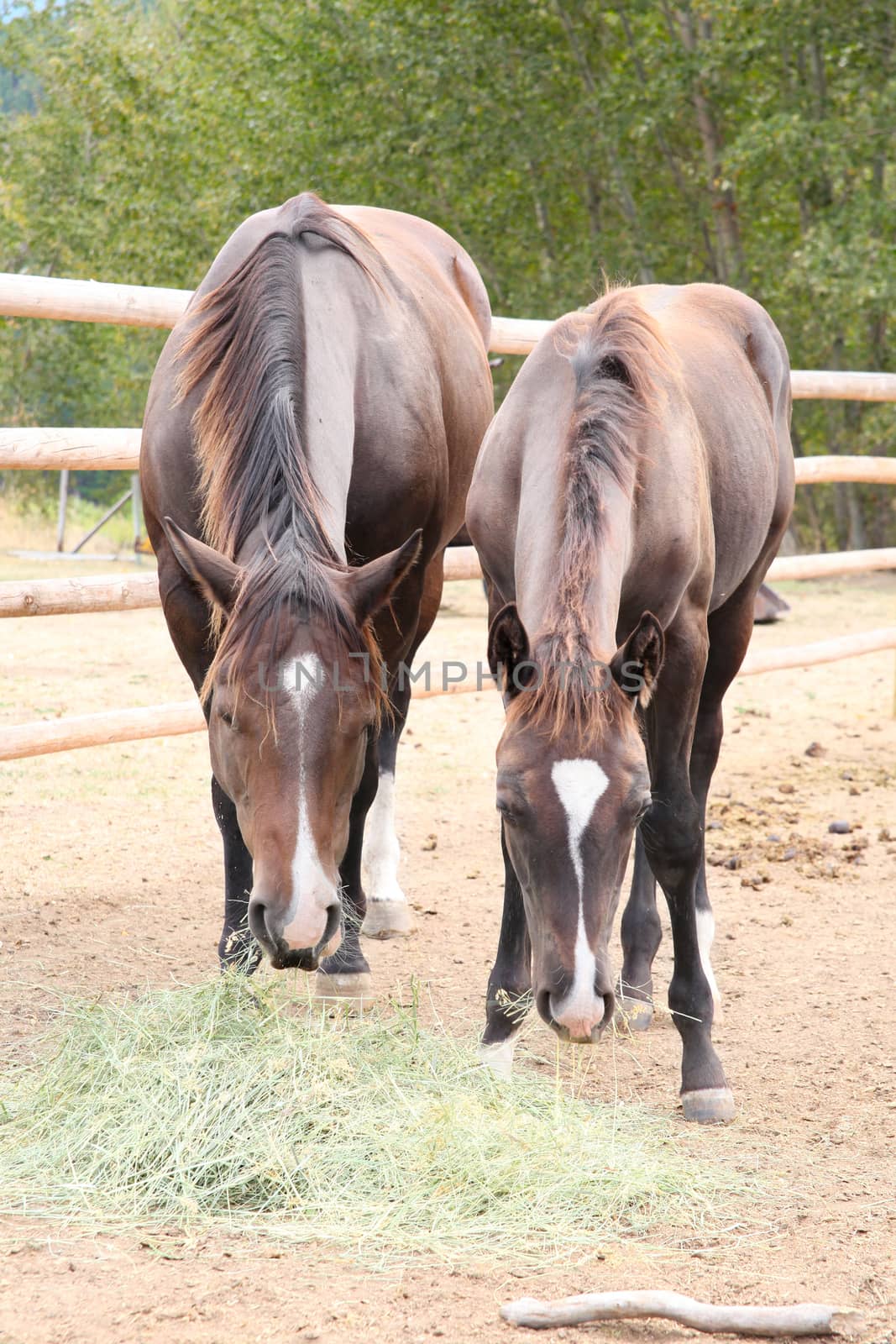 Mother and baby quarter horse apaloosa mix on on ranch