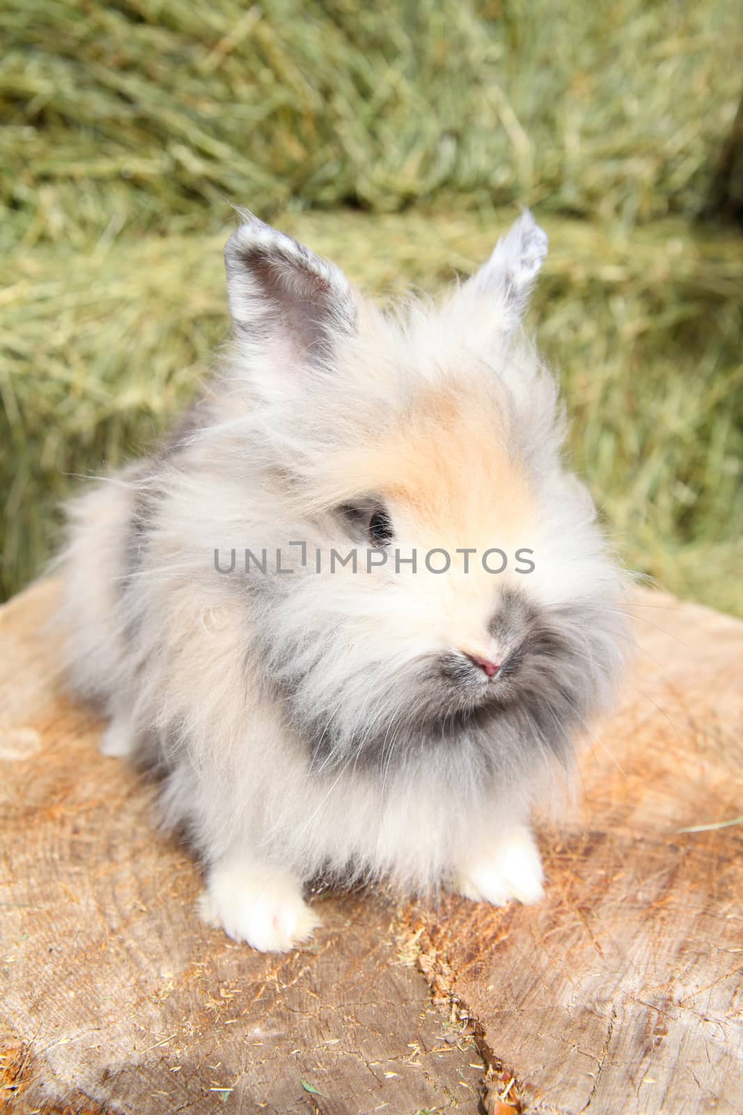 Lionhead rabbit sitting on a log against hay background