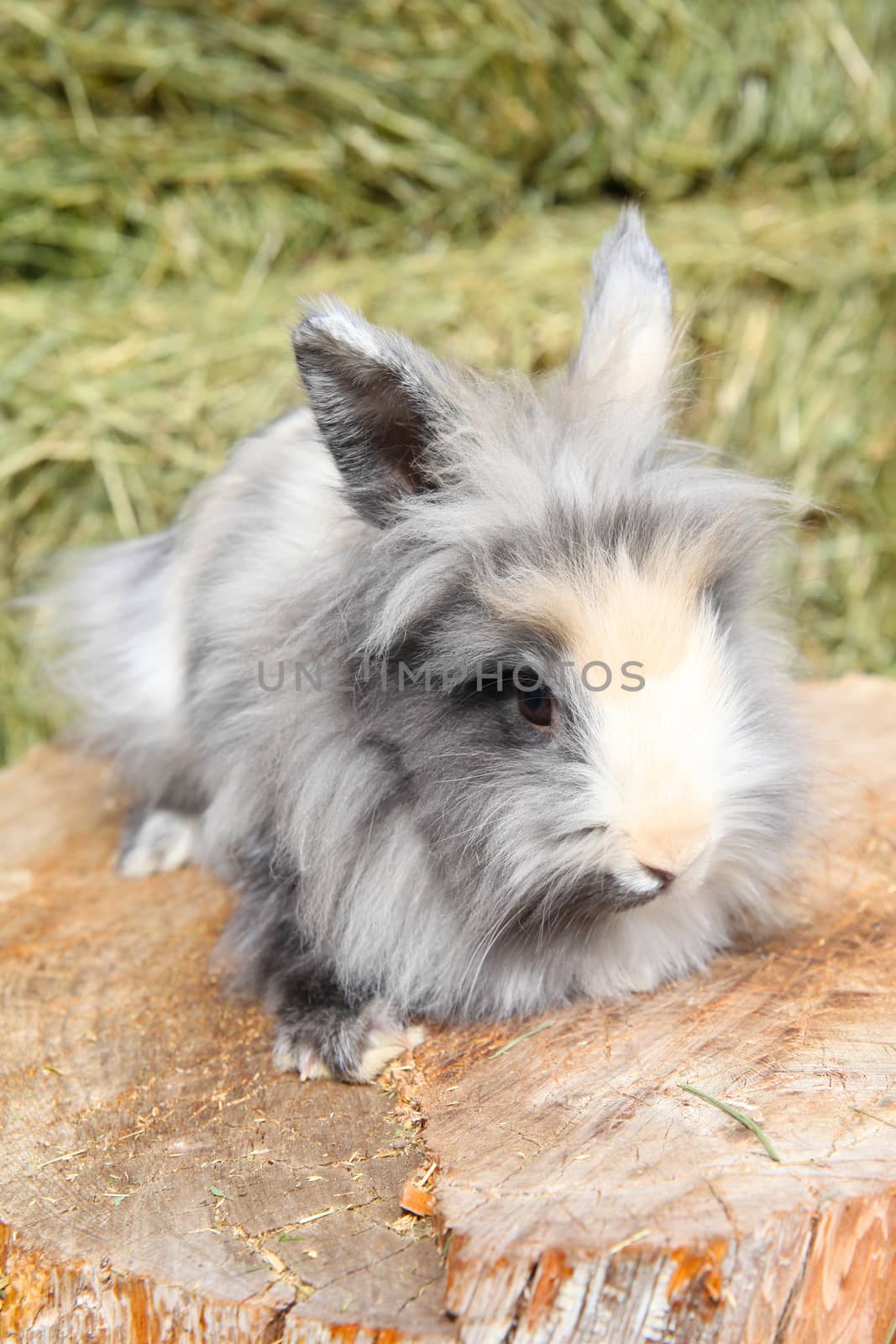 Lionhead rabbit sitting on a log against hay background