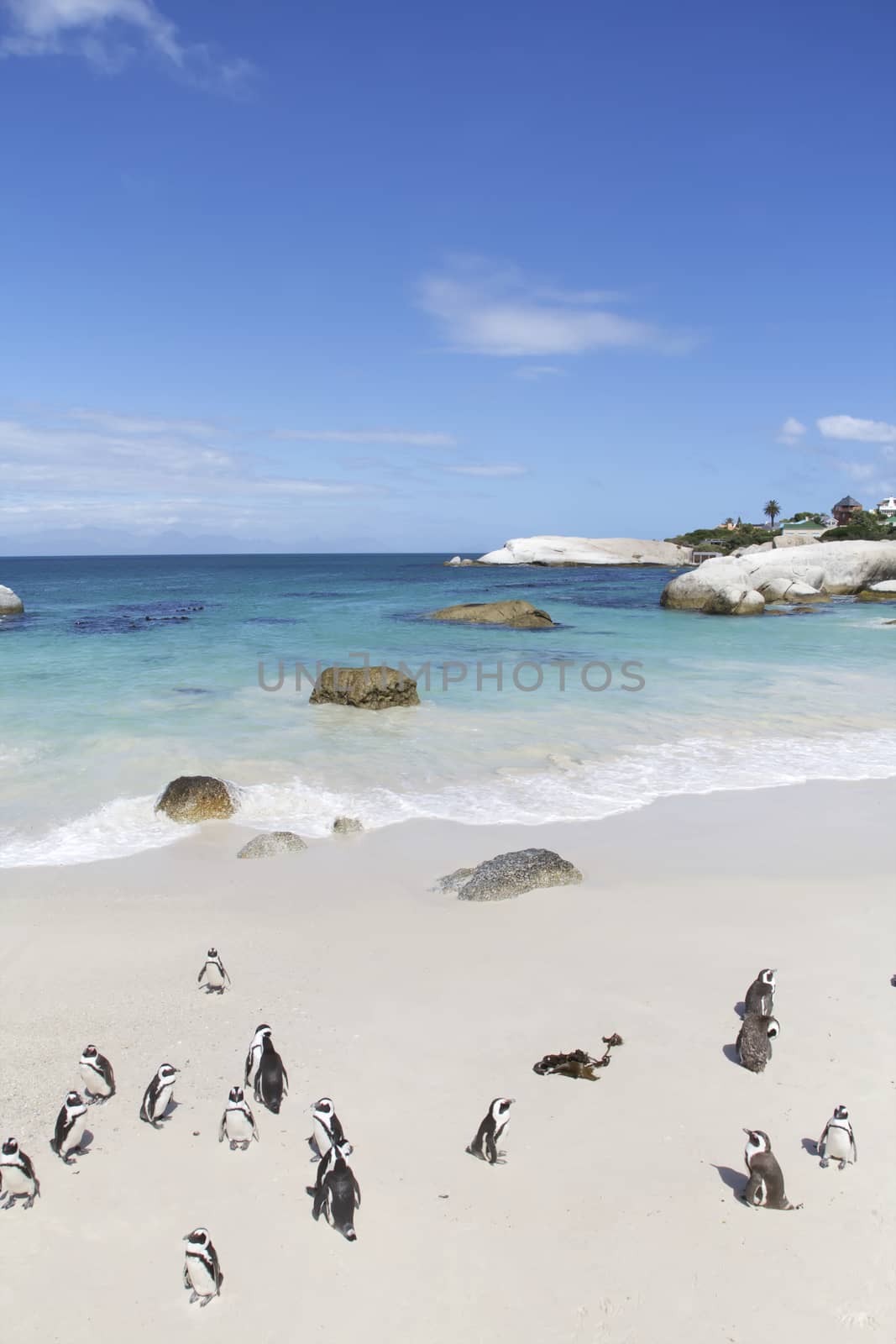 Penguins in love, False Bay, Boulders Bay, Simon's Town, Western Cape, Cape Town, South Africa.
Photo taken on: January 09th, 2013