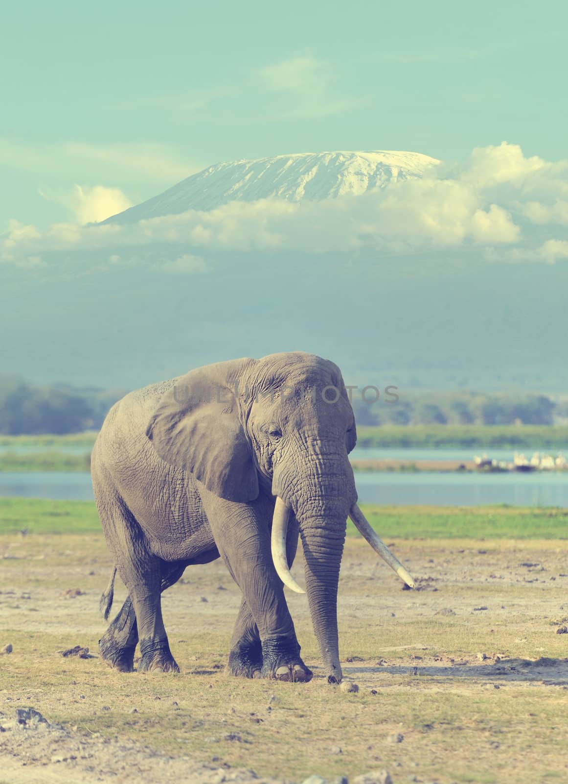 Elephant in National park of Kenya on Kilimanjaro mount background, Africa