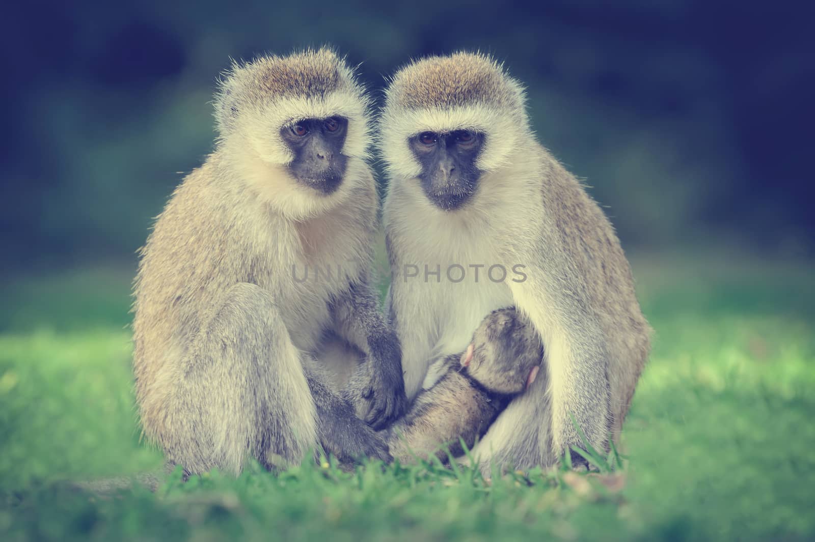 Three Cape Vervet Monkeys in the park