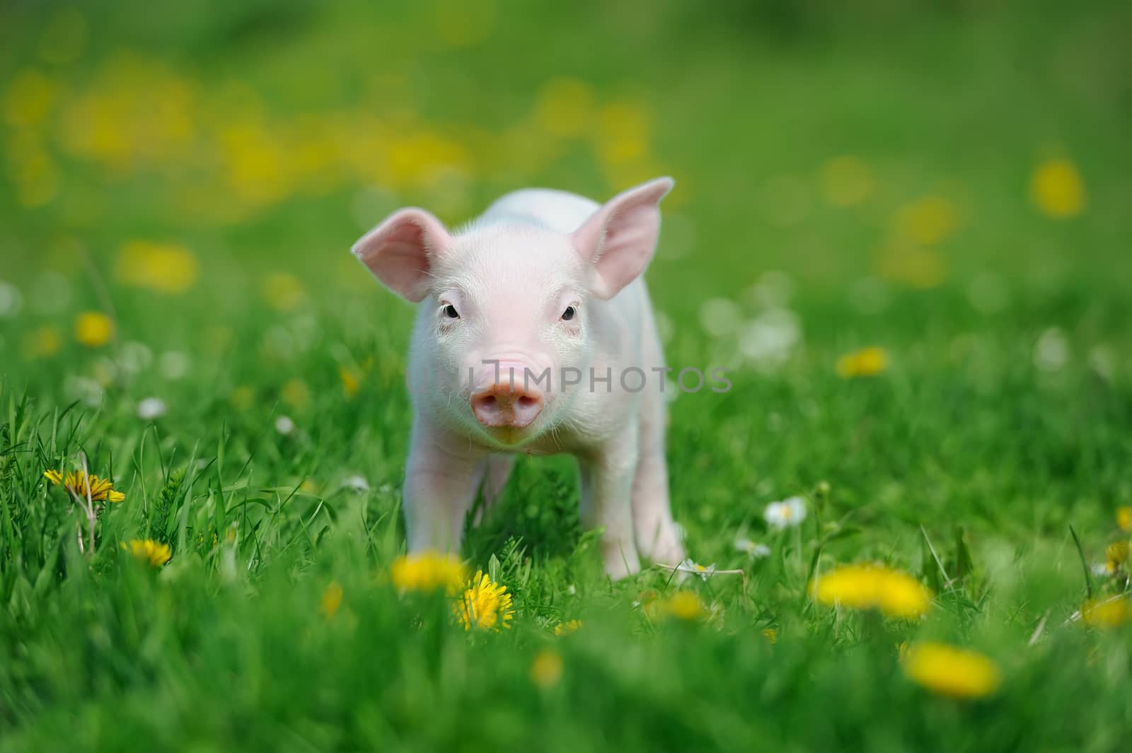 Piglet on spring green grass on a farm