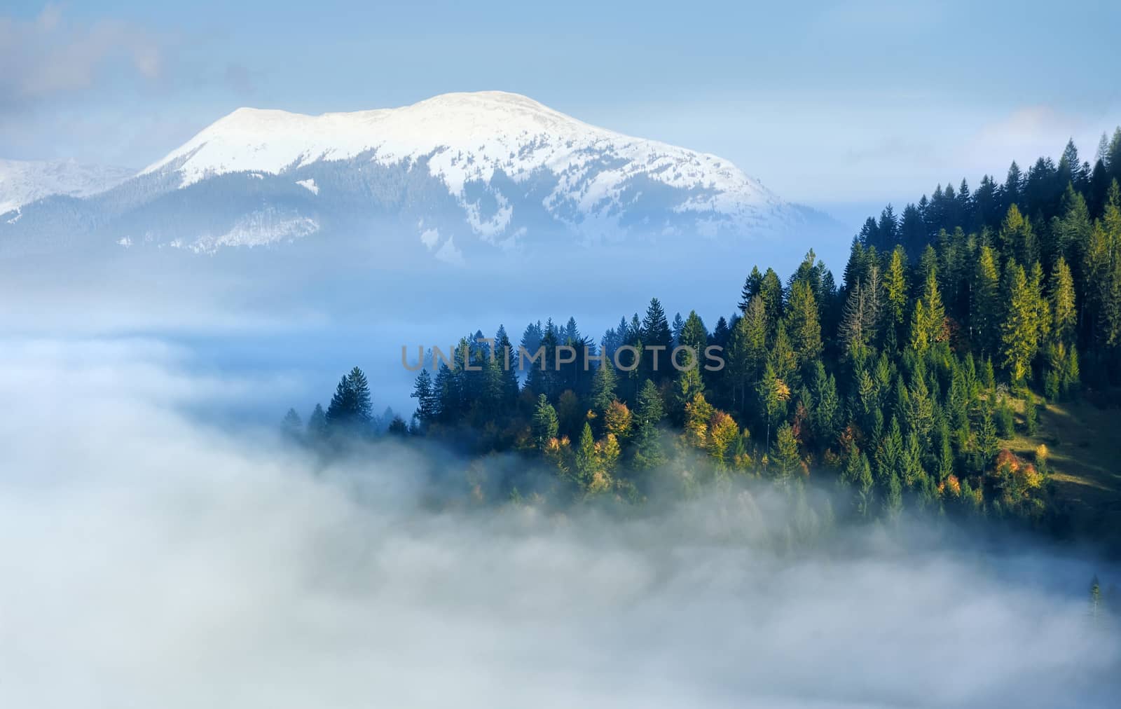 Mystical forest on the mountain slope