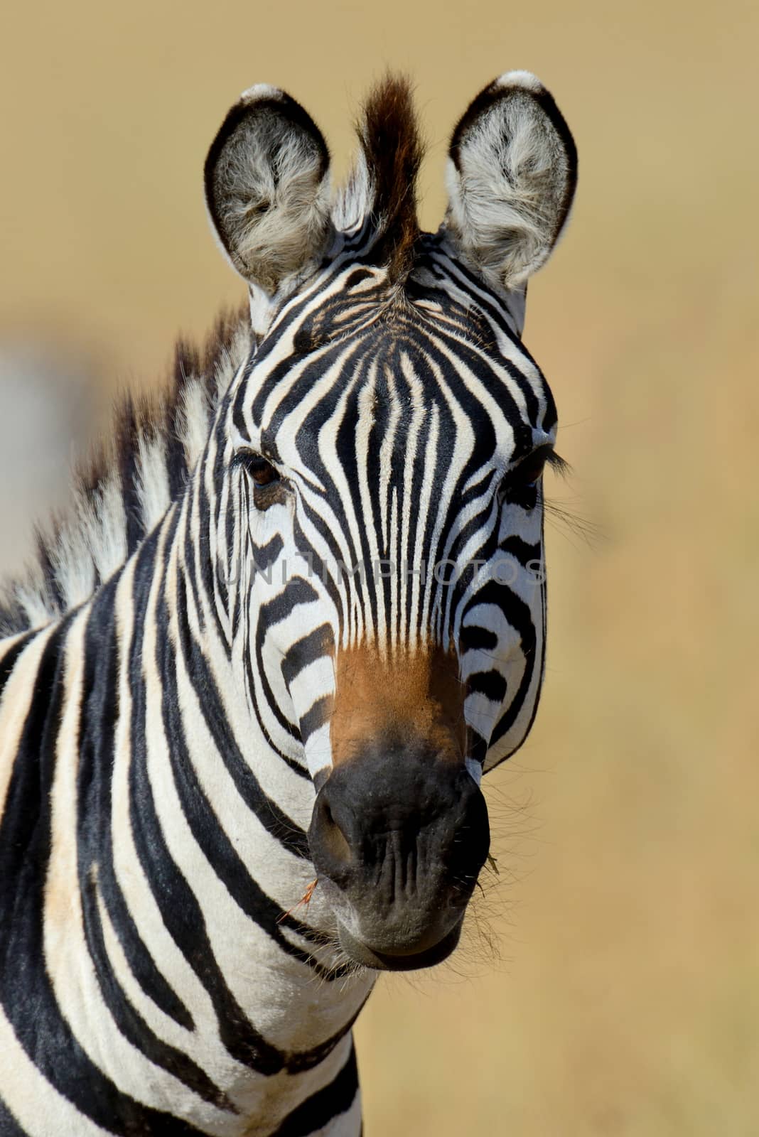 Zebra on grassland in Africa, National park of Kenya