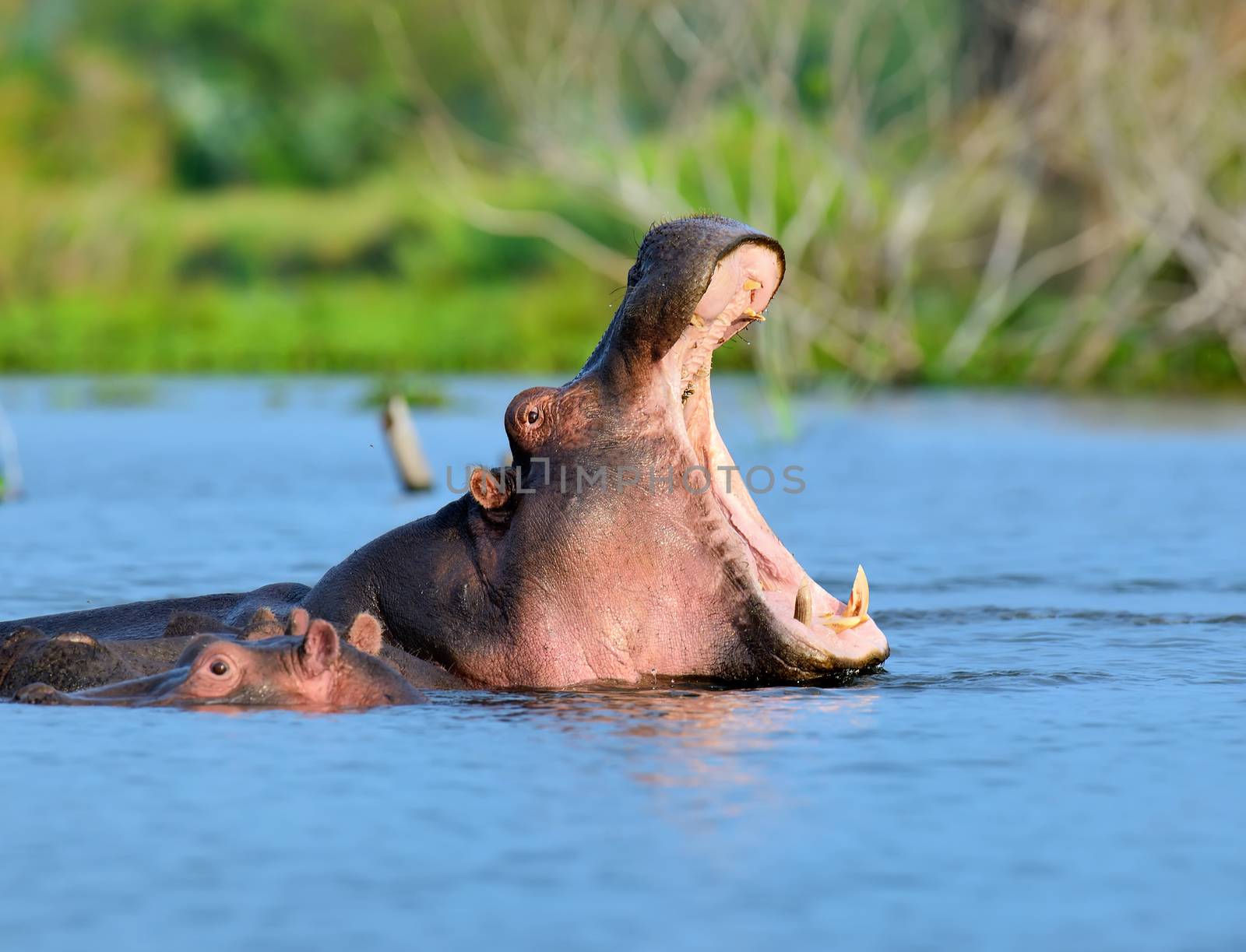 Hippo family (Hippopotamus amphibius) in the water, Kenya, Africa
